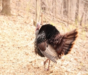 2014 04 27 WestwoodHills 002